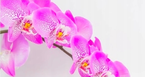 Sidolux płyn uniwersalny 1L Orchidea
